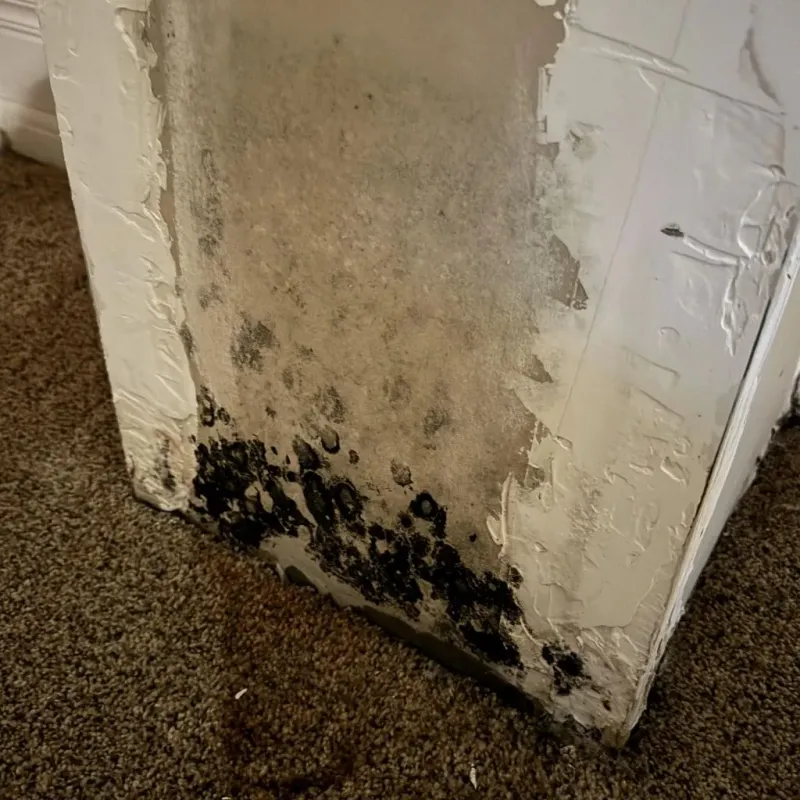 Professional Mold Removal in Justice, OK